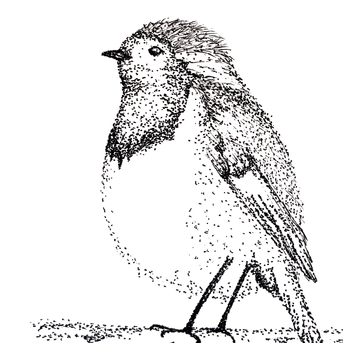 Image shows a robin illustration drawing. Robin is facing to the left standing on a branch. Image is made from black and white dots. image is shown in a close up view to show the detail in the drawing.