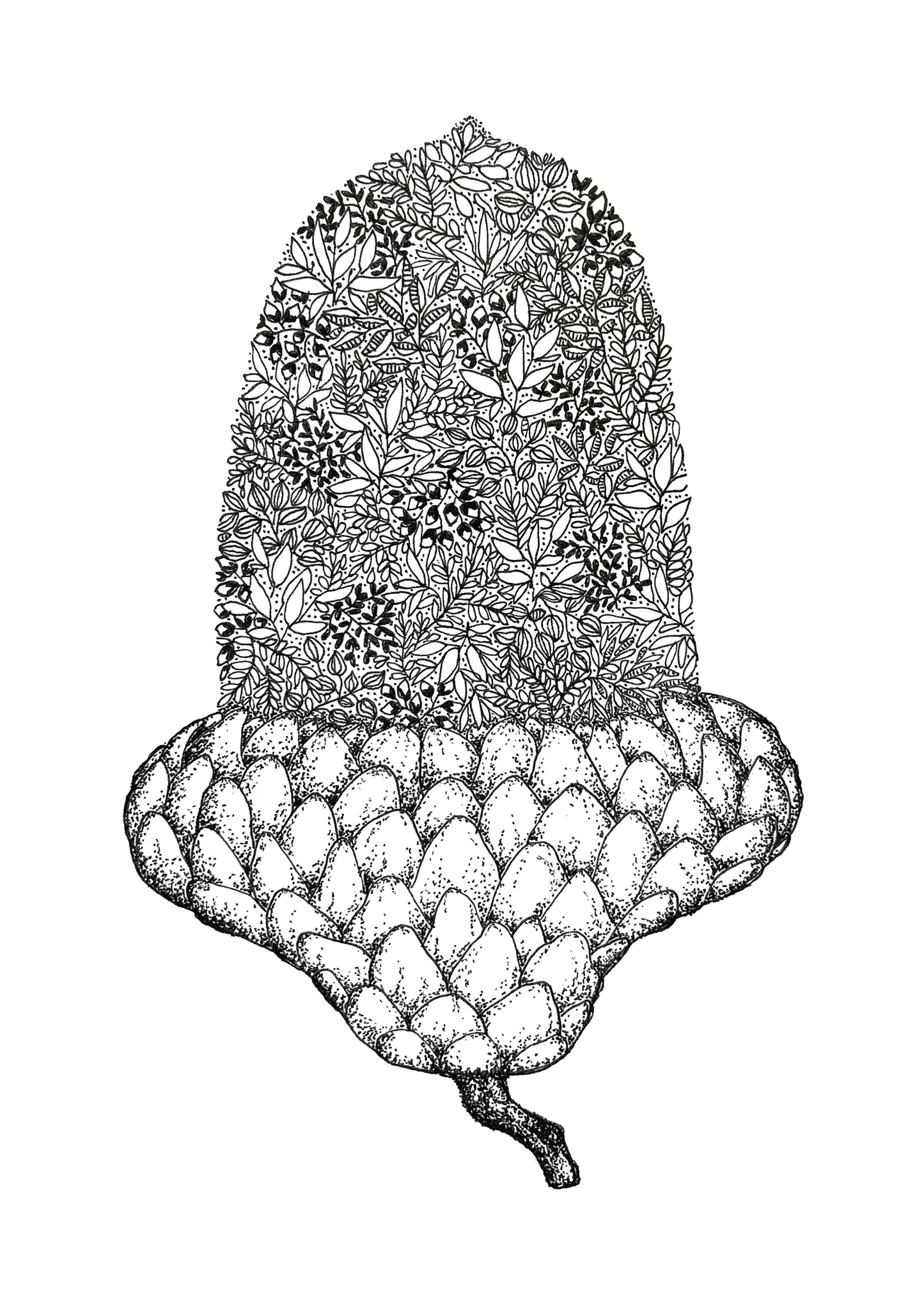 Acorn